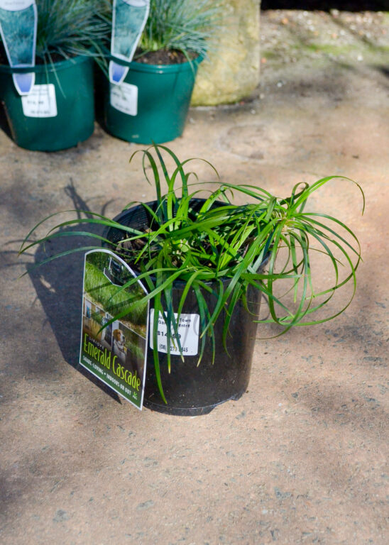 Liriope - Emerald Cascade