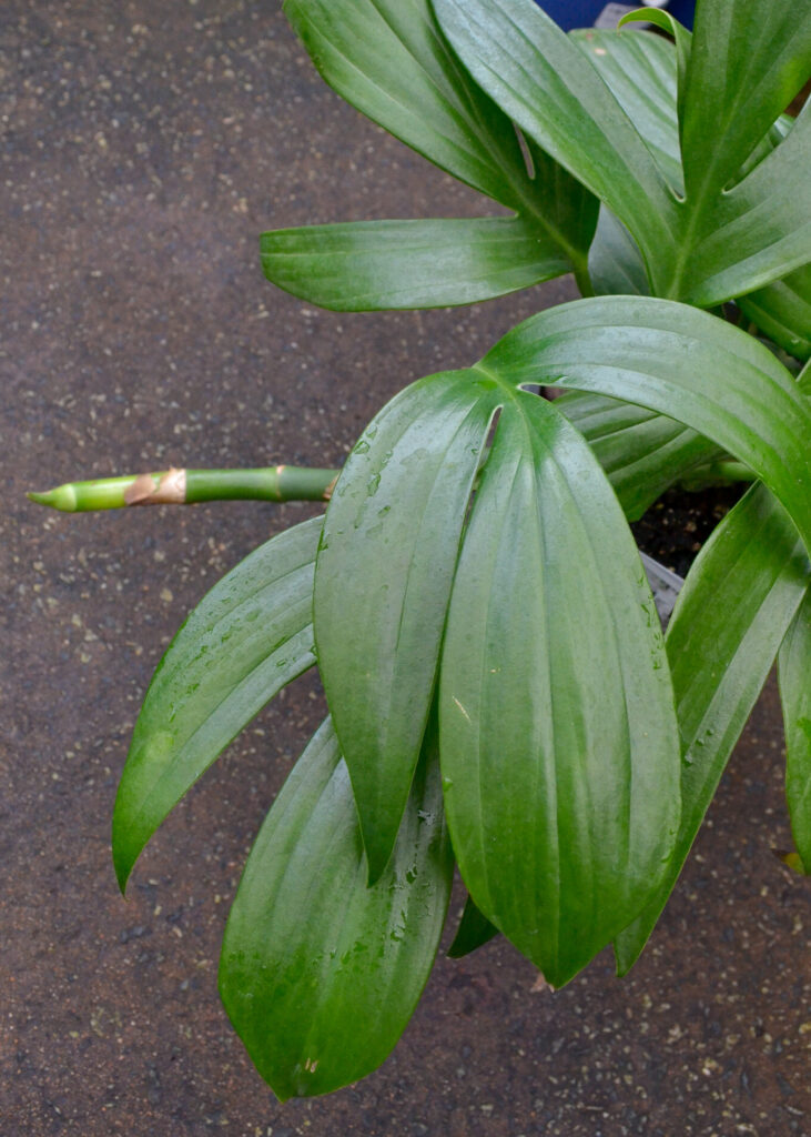 Rhaphidophora - Dragon's Tail - Image 2