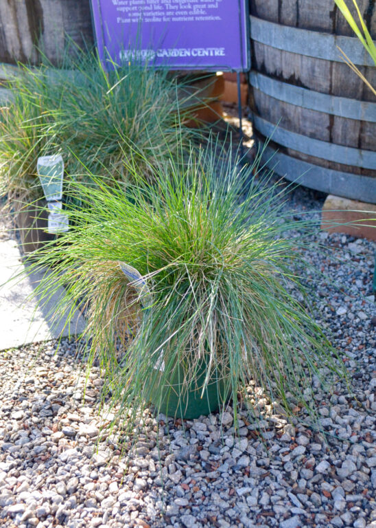 Festuca - Blue Fescue