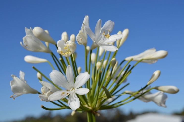 Agapanthus - Snowball