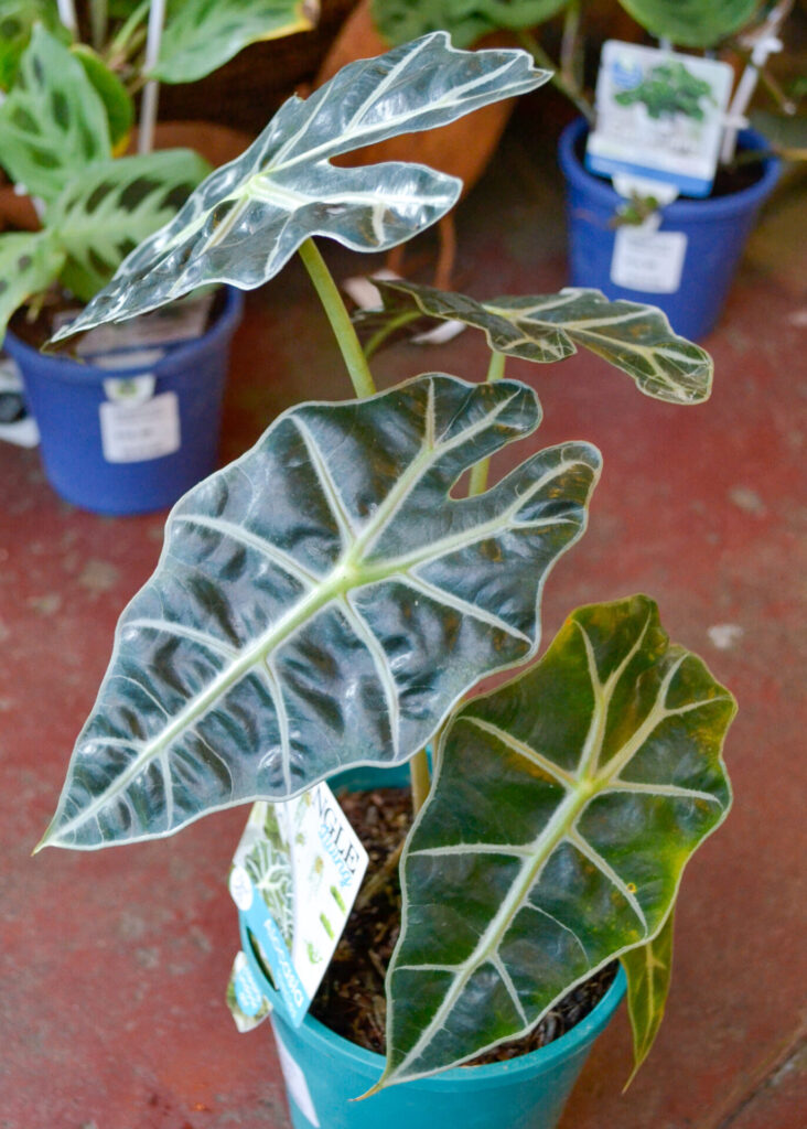Alocasia - Amazonica Dwarf - Image 2