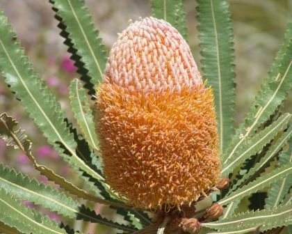 Banksia - Hooker's