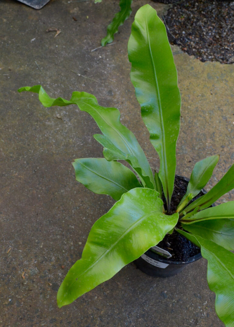 Asplenium - Bird's Nest Fern - Image 2