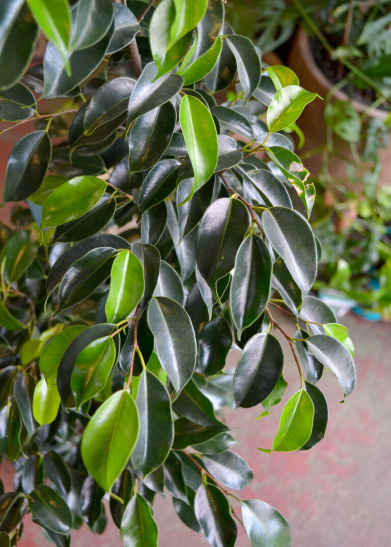 Ficus - Midnight Beauty - Image 2