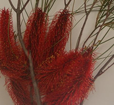 Hakea - Red Poker