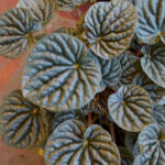 Peperomia - Silver Ripples - Image 2