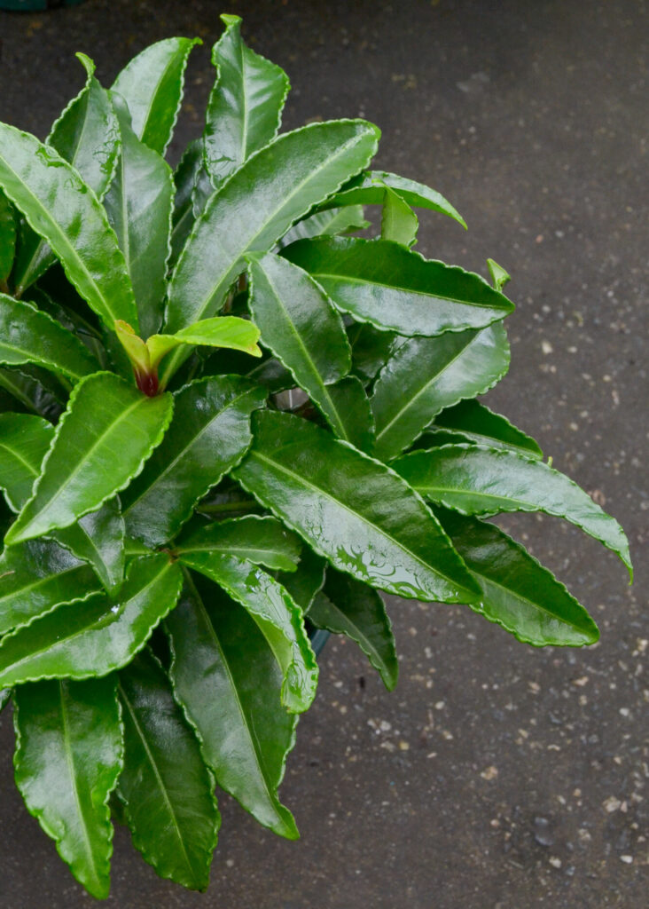 Ardisia crispa - Coral Berry - Image 2