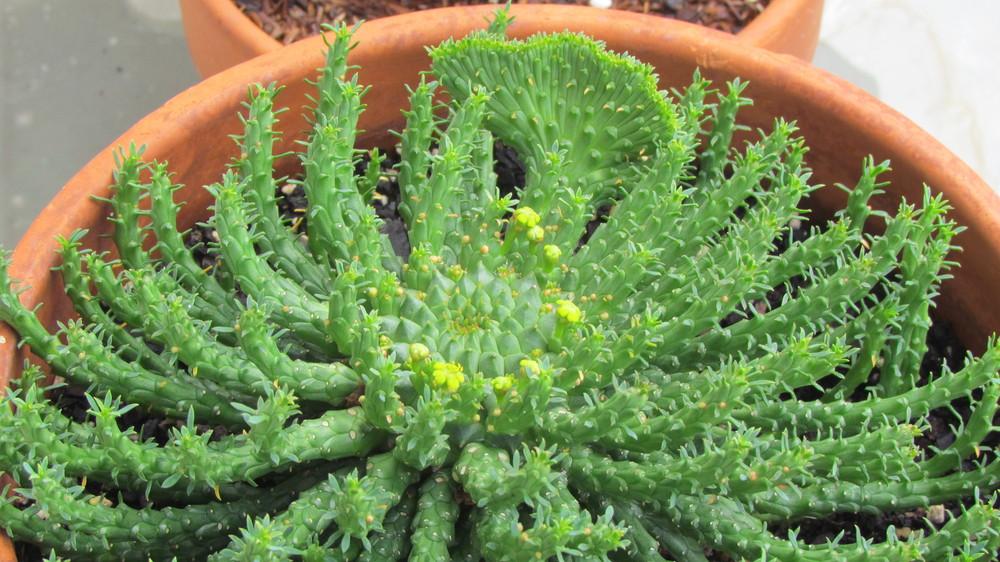 Euphorbia - Medusas Head - Guildford Garden Centre