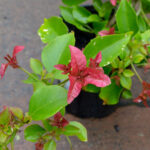 Bougainvillea - Bambino® - Pedro - Image 2