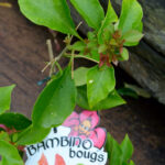Bougainvillea - Bambino® - Pedro - Image 3