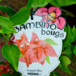 Bougainvillea - Bambino® - Pedro - Image 4