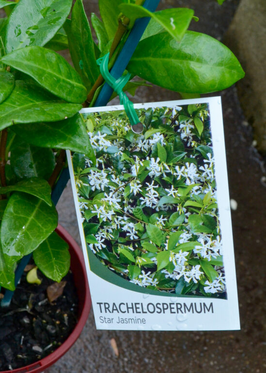 Star Jasmine