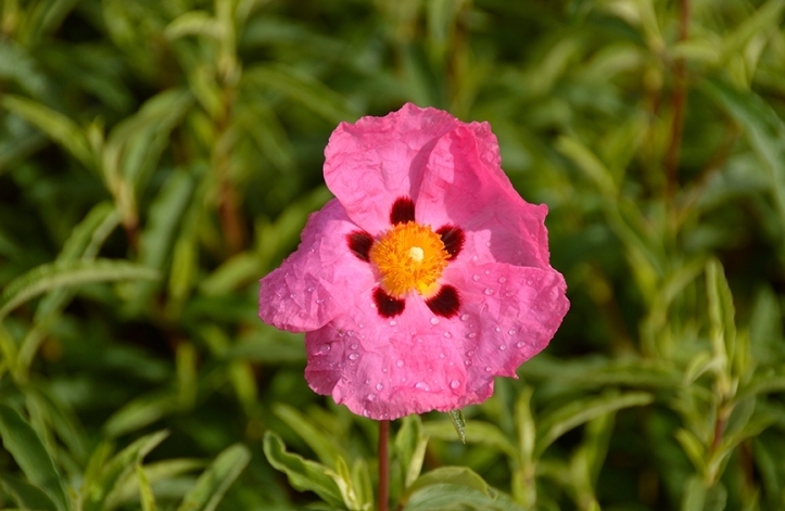 Cistus - Brilliancy