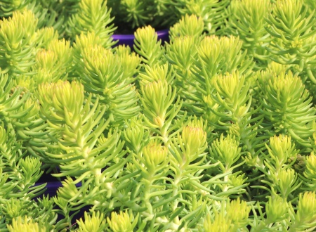 Sedum - Gold Blob