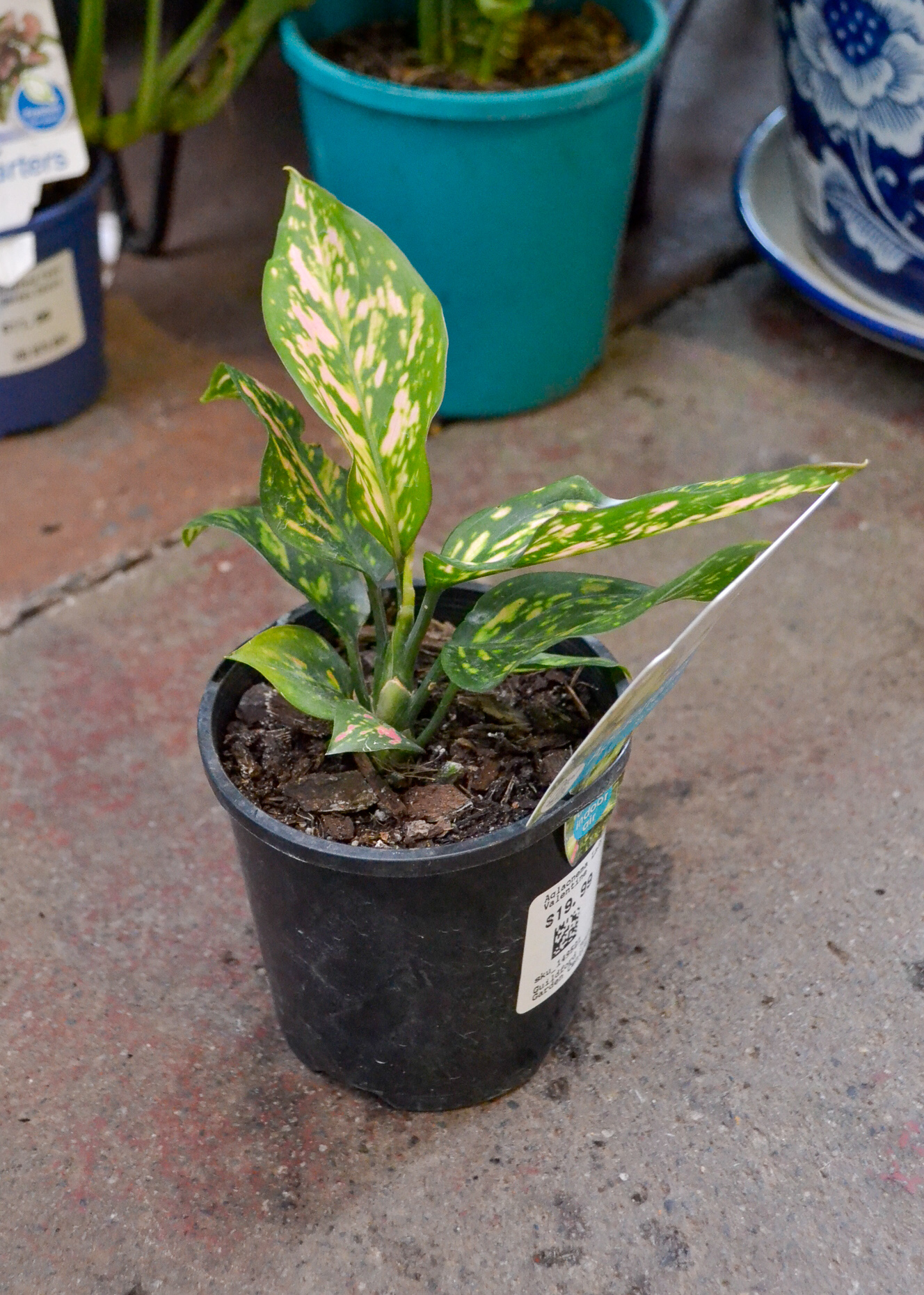 Aglaonema - Lady Valentine