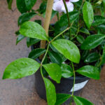 Pandorea - Bower of Beauty - Image 3