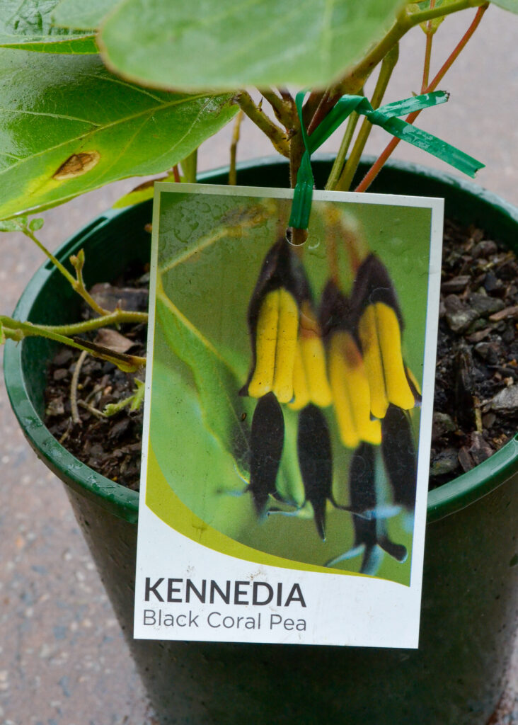 Kennedia - Black Coral Pea - Image 2