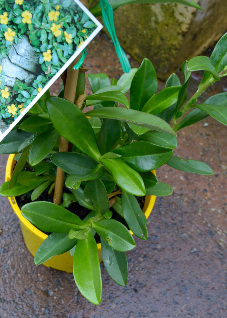 Hibbertia - Snake Vine - Image 2