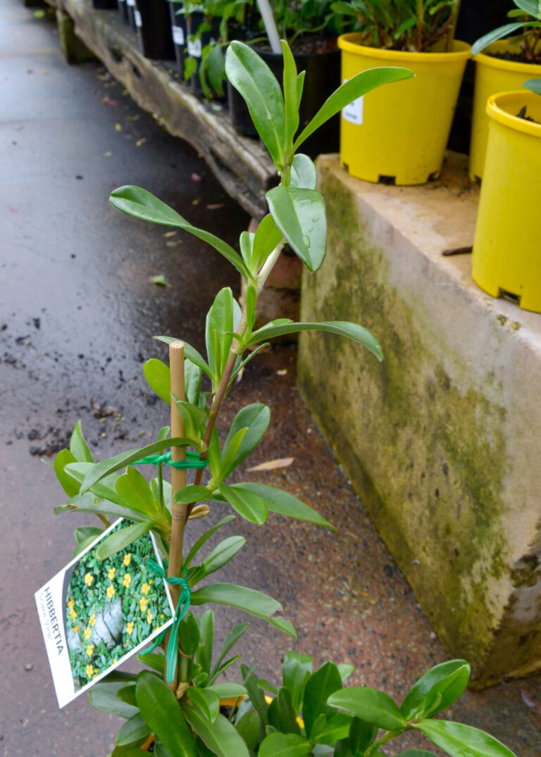 Hibbertia - Snake Vine - Image 3