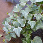Ivy - Cascade White - Image 2