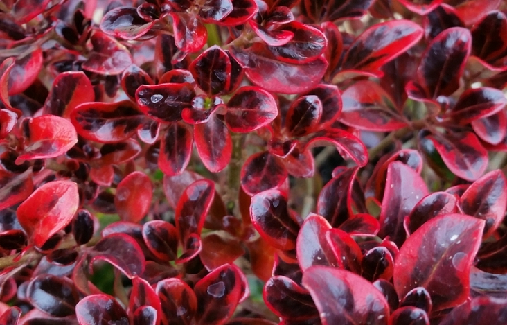 Coprosma - Sahara Ruby