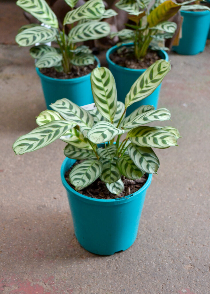 Ctenanthe - Burle Marx