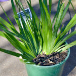 Dietes - Tiny Dancer - Image 2