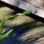 Dietes - Tiny Dancer - Image 3