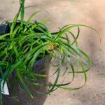 Liriope - Emerald Cascade - Image 2