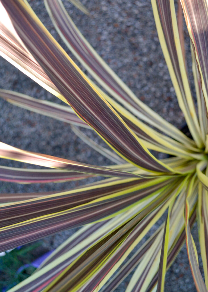 Cordyline - Electric Flash - Image 2