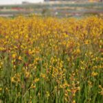 Kangaroo Paw - Yellow Gem - Image 2