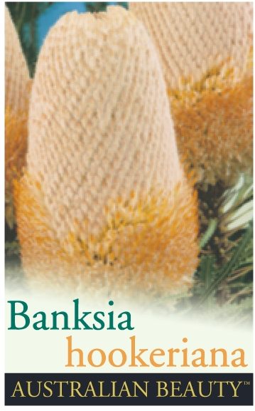 Banksia - Hooker's - Image 2