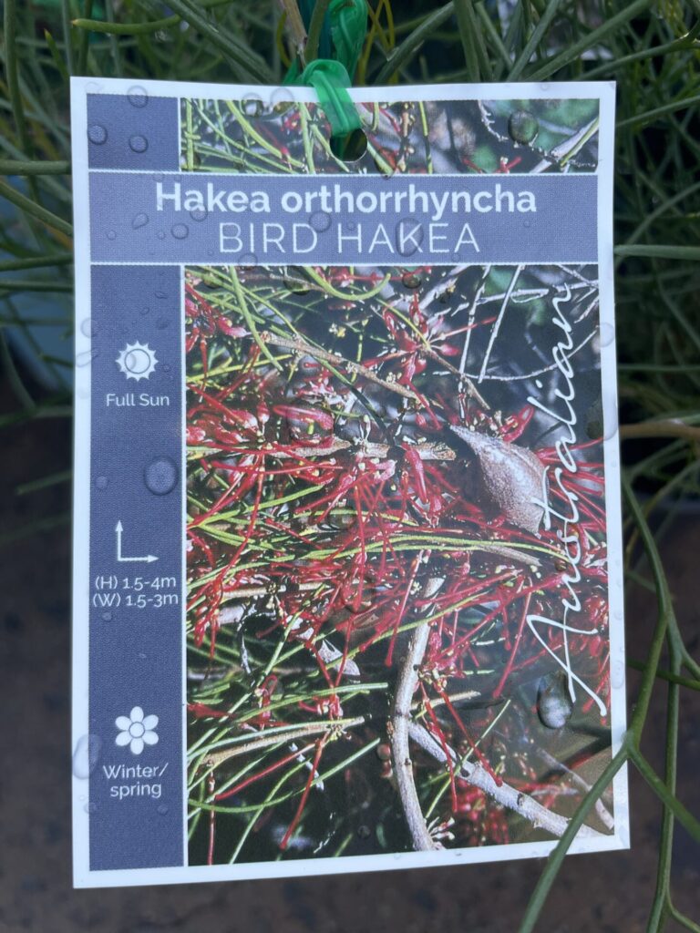 Hakea - Bird Beak - Image 2
