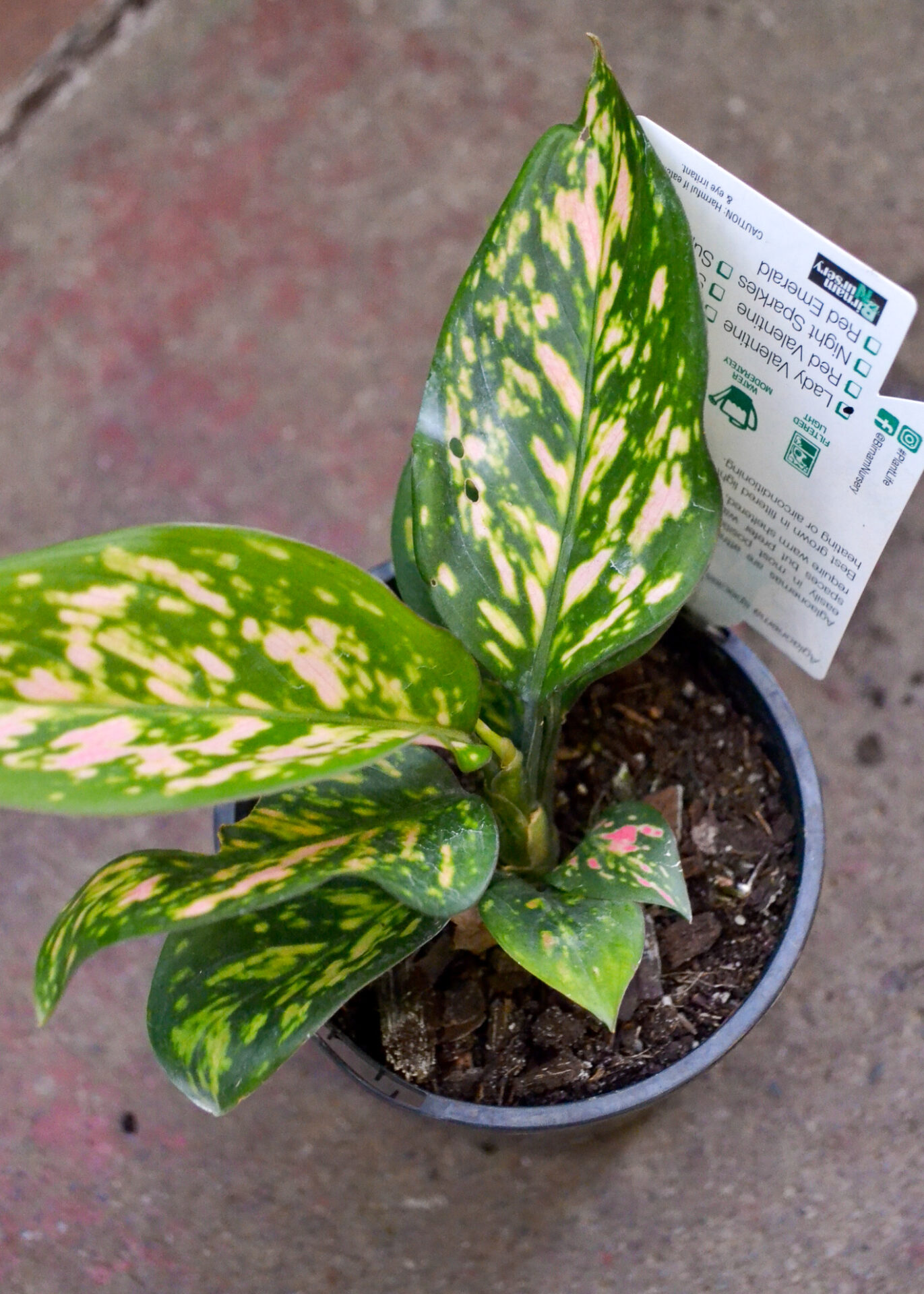 Aglaonema - Lady Valentine - Image 2