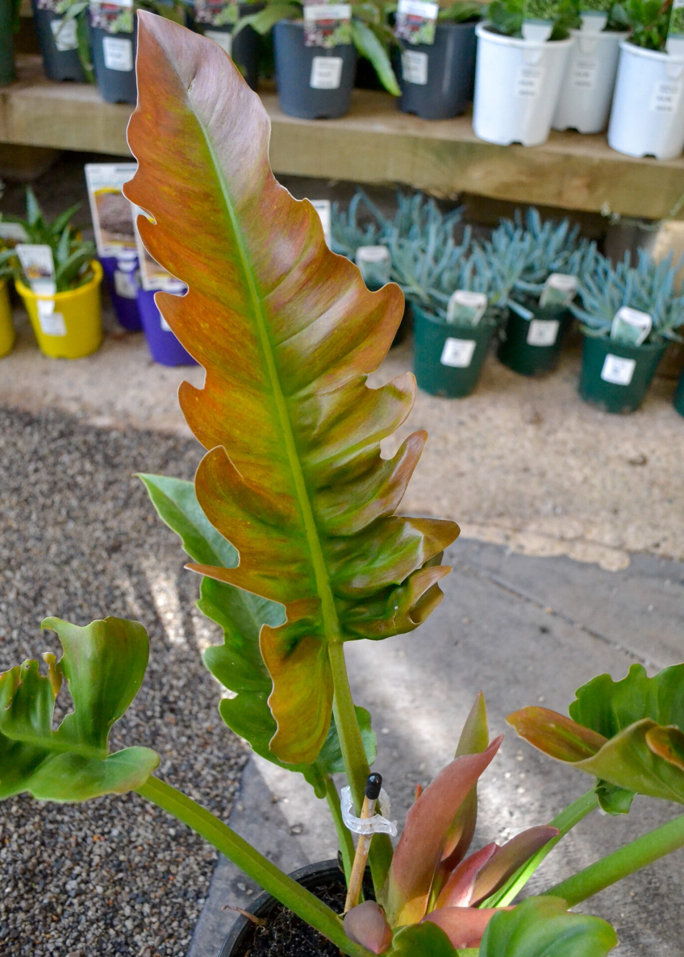 Philodendron - Narrow - Image 2