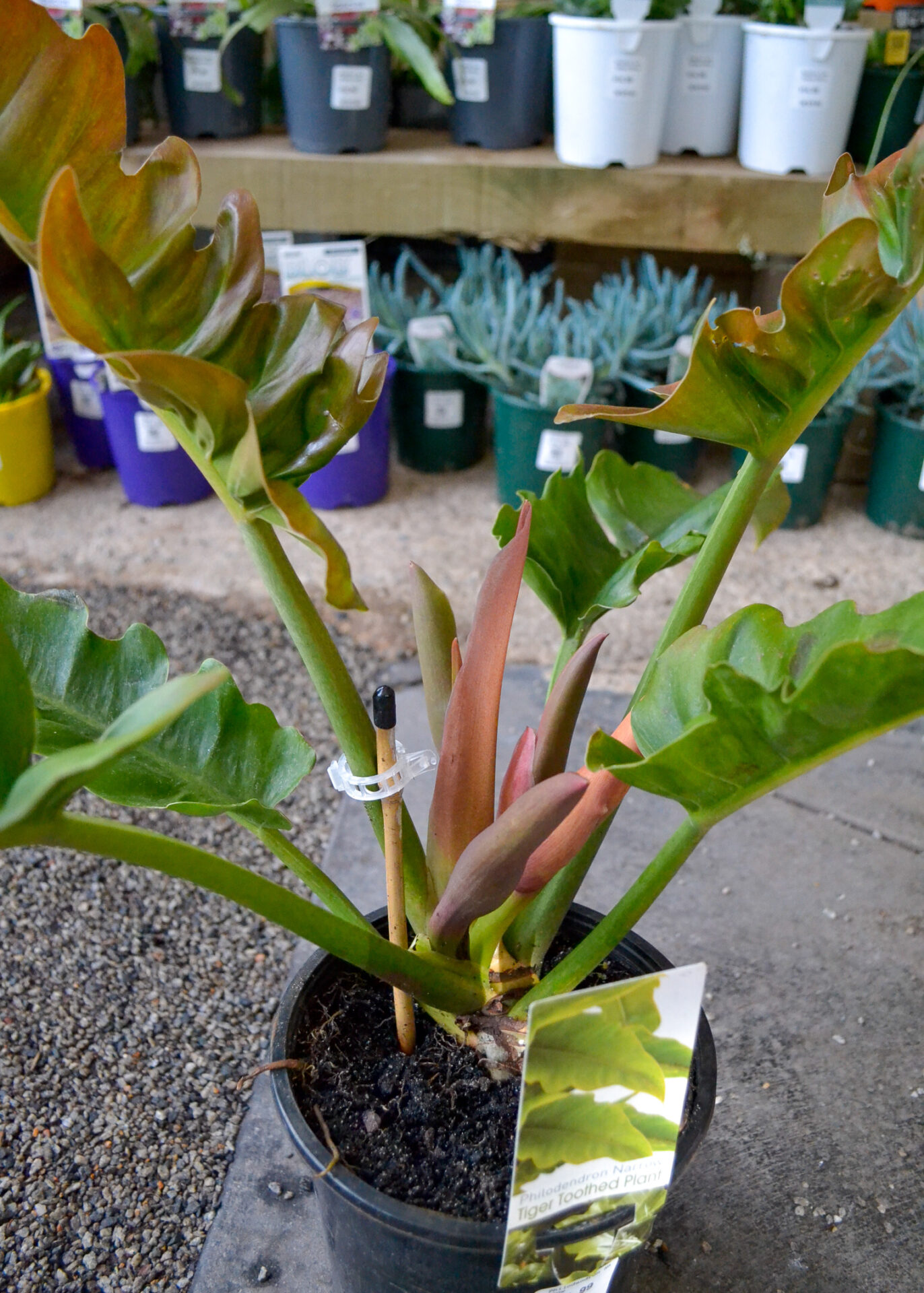Philodendron - Narrow - Image 3