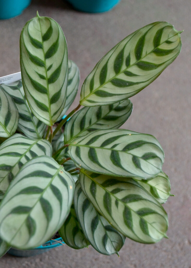 Ctenanthe - Burle Marx - Image 2