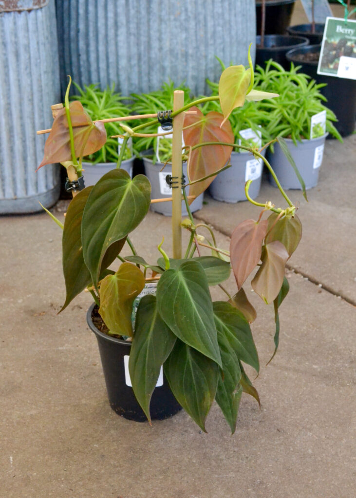 Philodendron - Micans