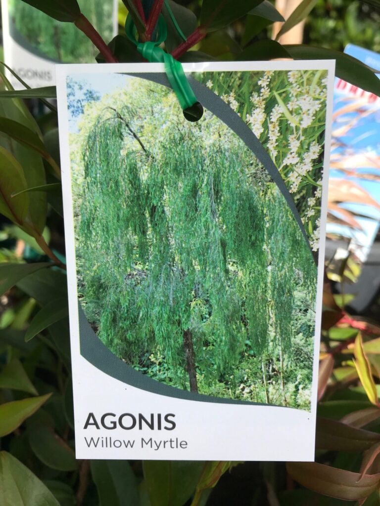 Agonis - Peppermint Tree