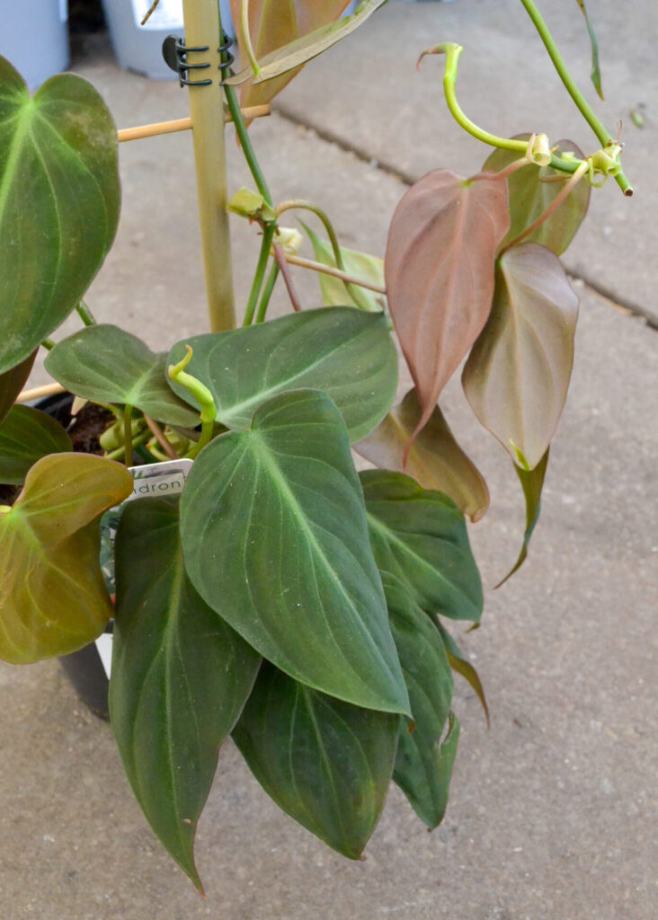 Philodendron - Micans - Image 2