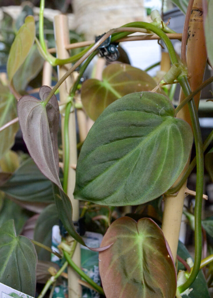 Philodendron - Micans - Image 3
