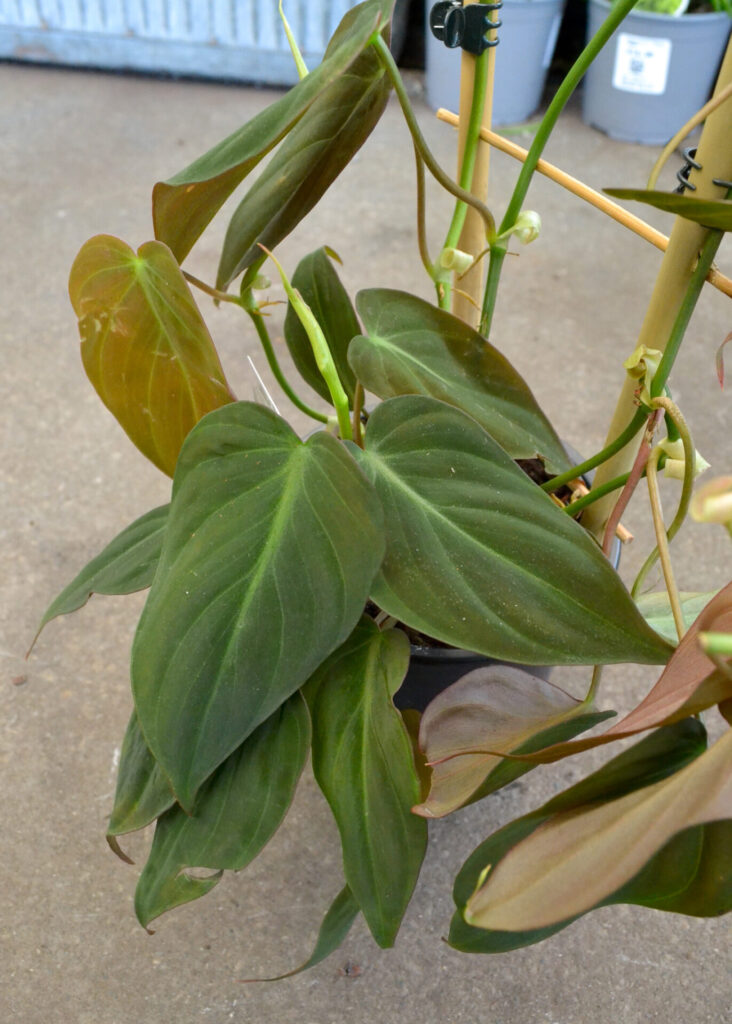Philodendron - Micans - Image 4