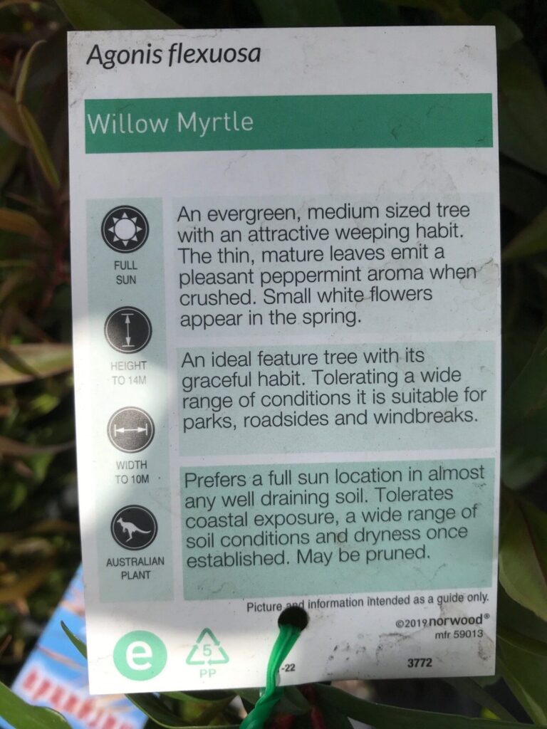 Agonis - Peppermint Tree - Image 2