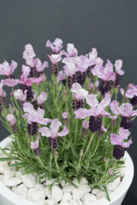 Lavender Raspberry Ruffles Lavender - Pinkberry Ruffles - Guildford Garden Centre