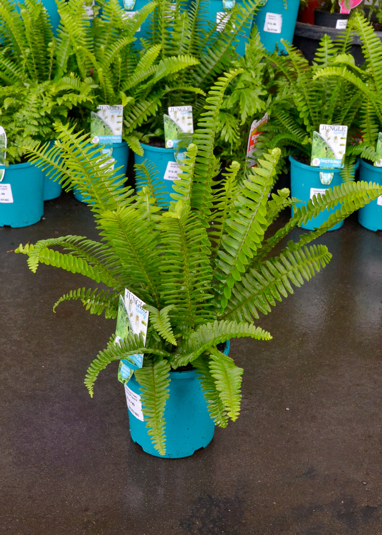 Fern - Nephrolepis Emerald Queen
