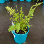 Fern - Nephrolepis Tiger