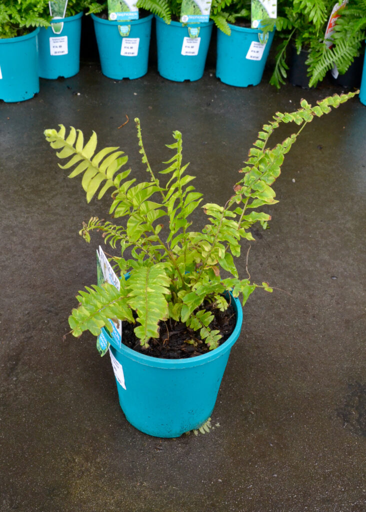 Fern - Nephrolepis Tiger