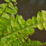 Fern - Nephrolepis Tiger - Image 2