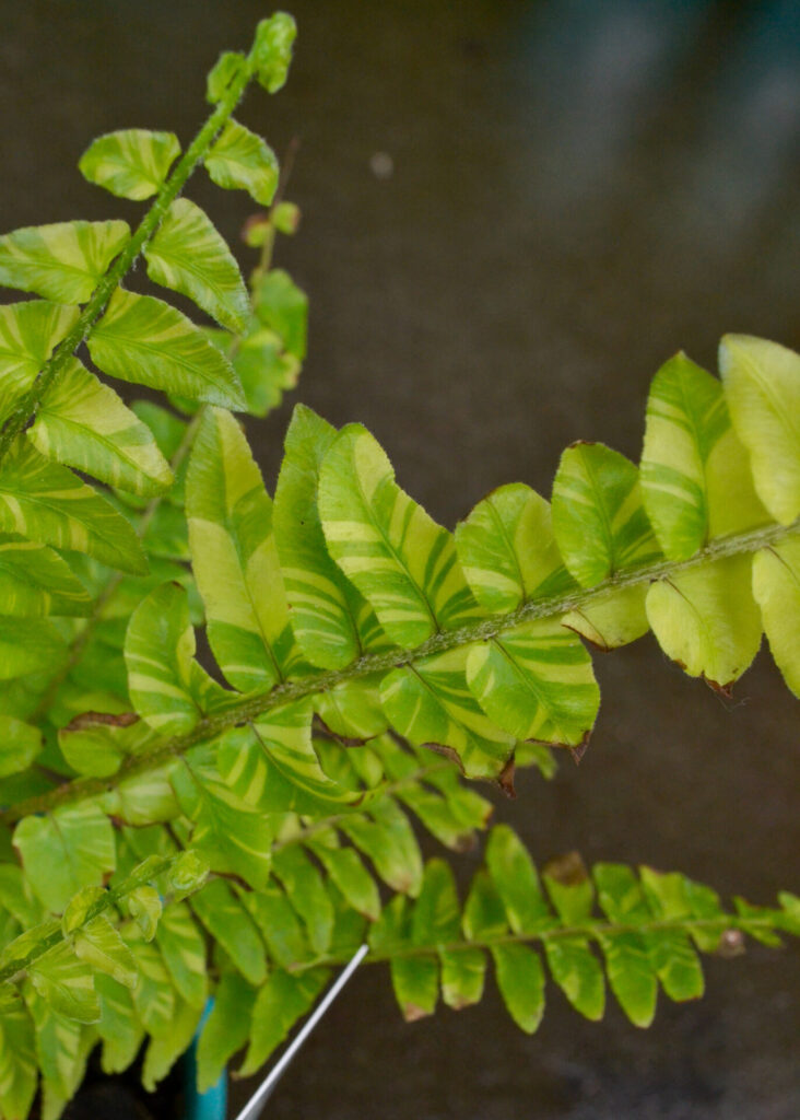 Fern - Nephrolepis Tiger - Image 2