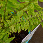 Fern - Nephrolepis Tiger - Image 3